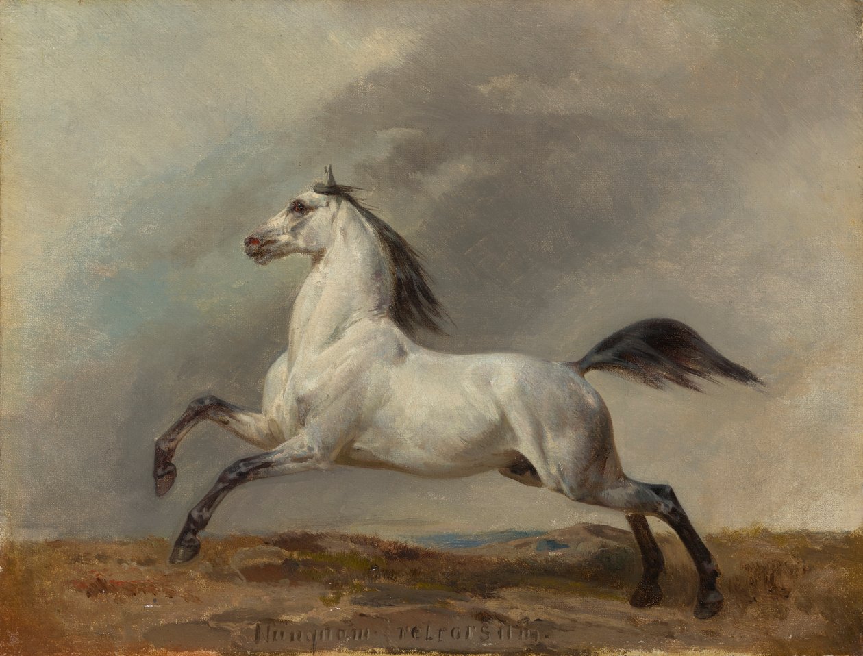 Étalon blanc vers la gauche - Carl Steffeck