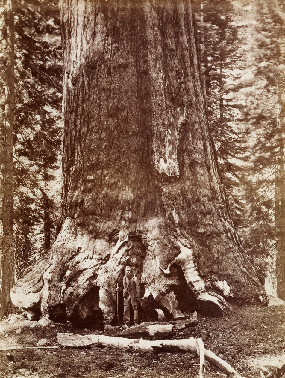 (Grizzly Giant, diamètre 33 pieds, Mariposa Grove) - Carleton E. Watkins