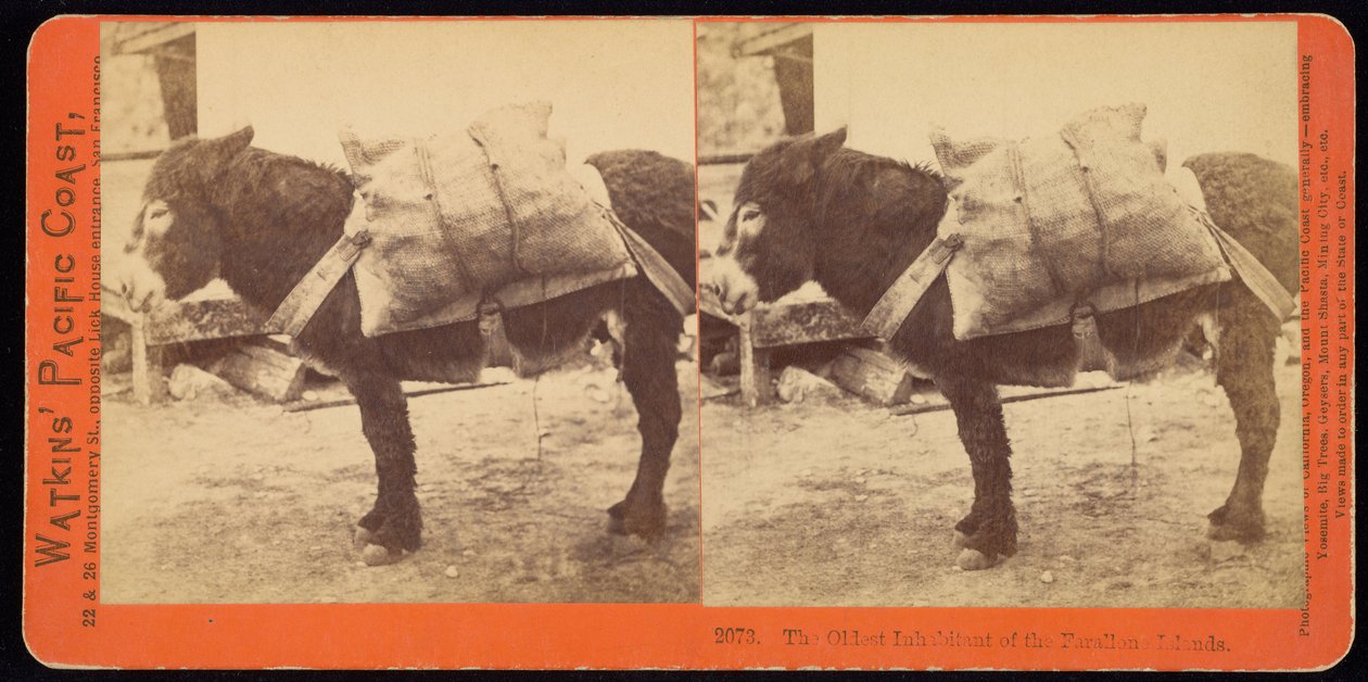 Le plus ancien habitant des îles Farallone - Carleton E. Watkins