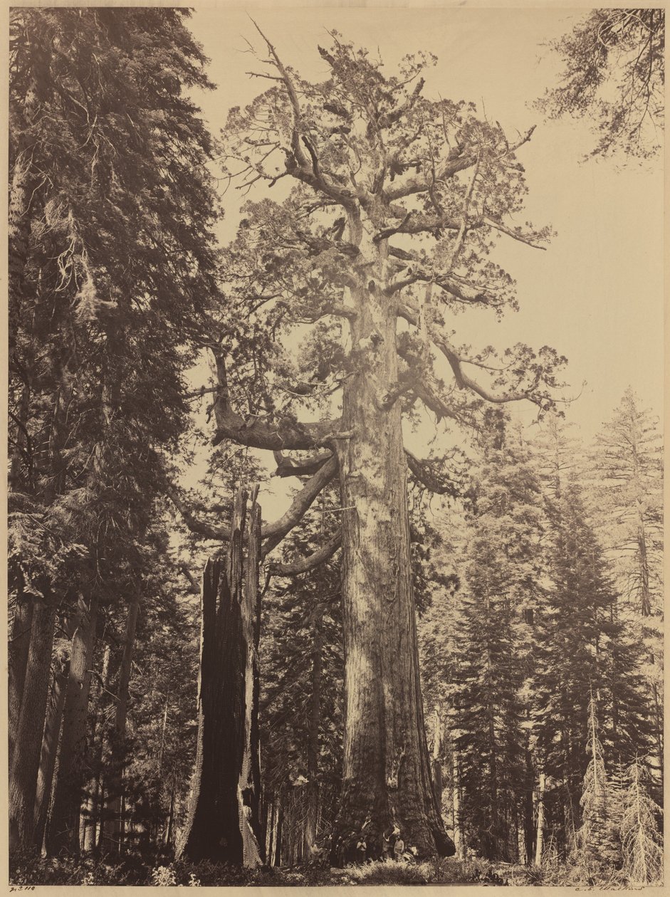 Grizzly Giant, Mariposa Grove - Carleton E. Watkins