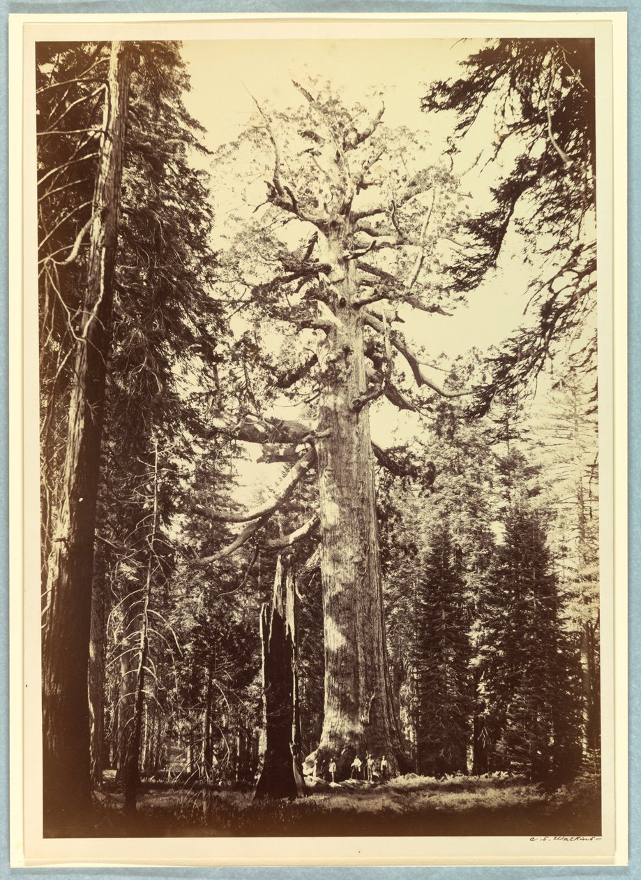 Le Géant Grizzly, Mariposa Grove, Yosemite - Carleton E. Watkins