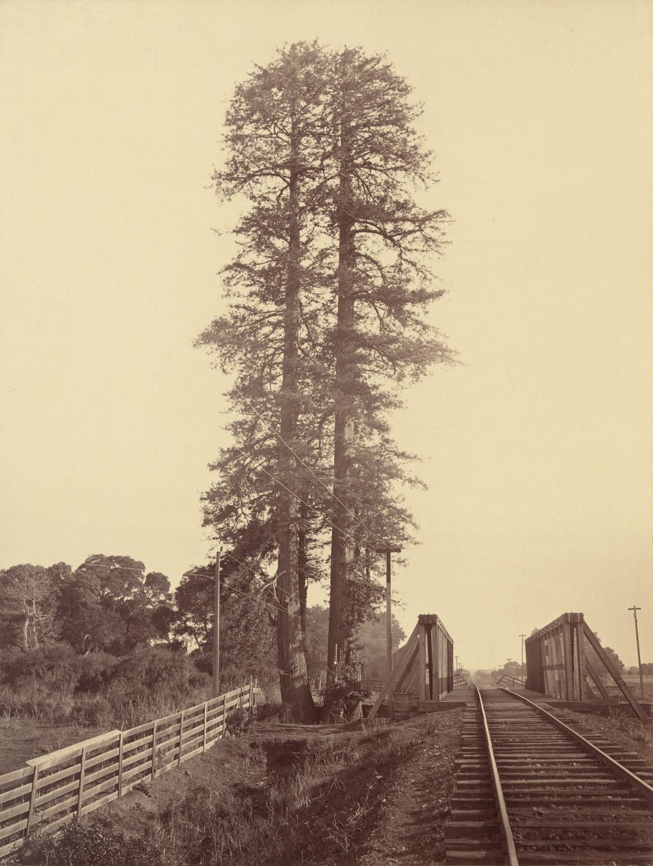 Séquoias jumeaux, Palo Alto - Carleton E. Watkins