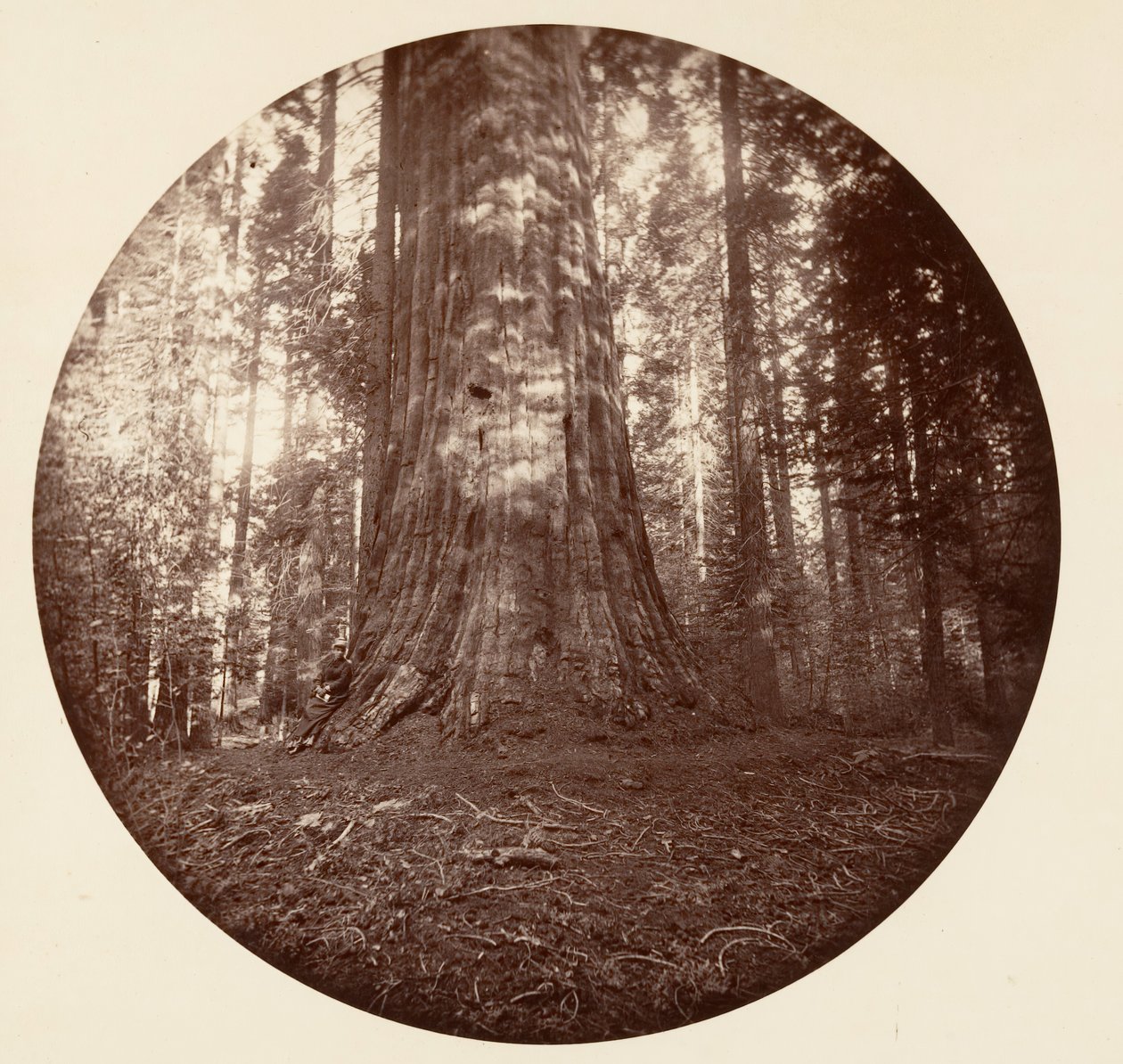 Empire State. C. Grove, vers 1878 - Carleton Emmons Watkins