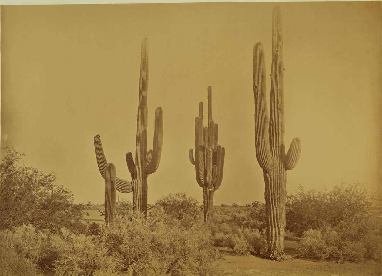 [Cactus, Arizona - Cereus Giganteus] - Carleton Watkins