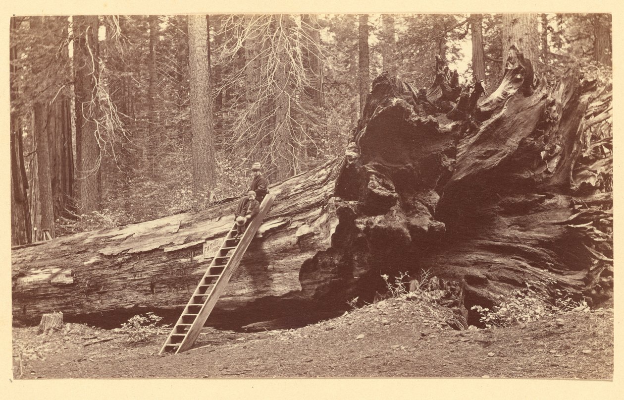 [Père de la forêt Calaveras Grove] - Carleton Watkins