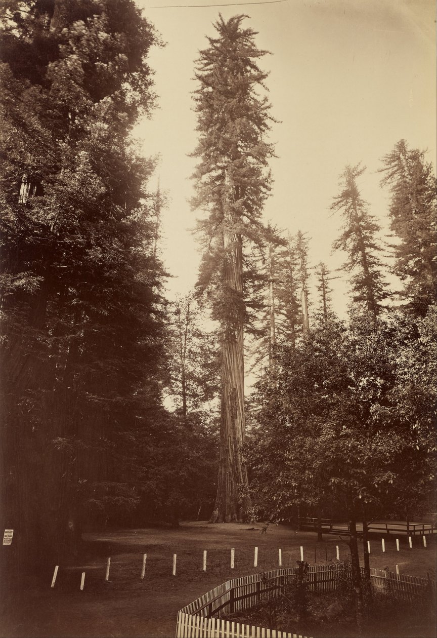 Séquoia géant, Santa Cruz - Carleton Watkins