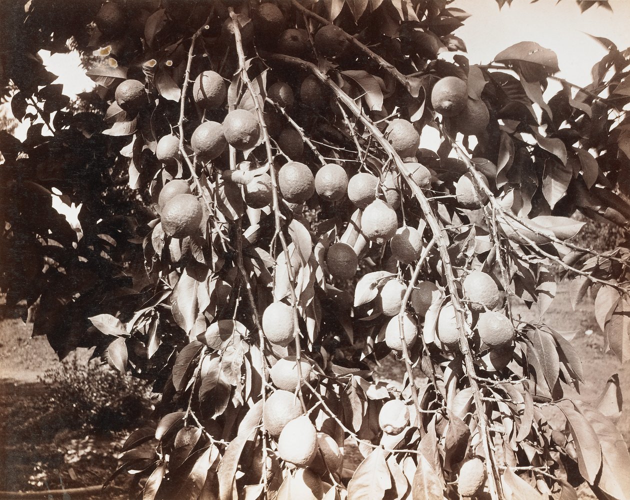 Sans titre [fruit sur un arbre] - Carleton Watkins