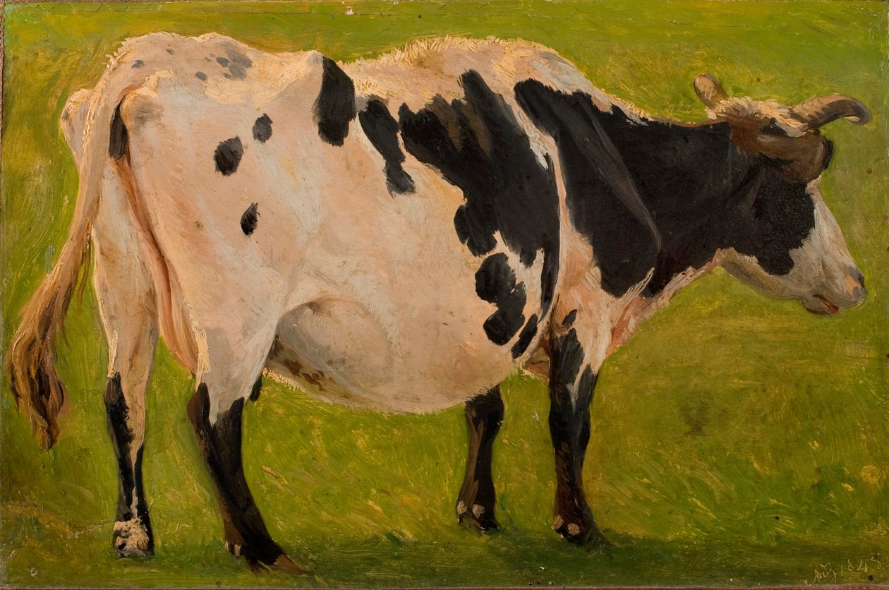 Vache noire et blanche debout. Étude. - Carlo Dalgas