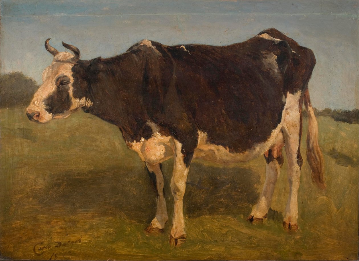 Vache noire et blanche debout. Étude. - Carlo Dalgas