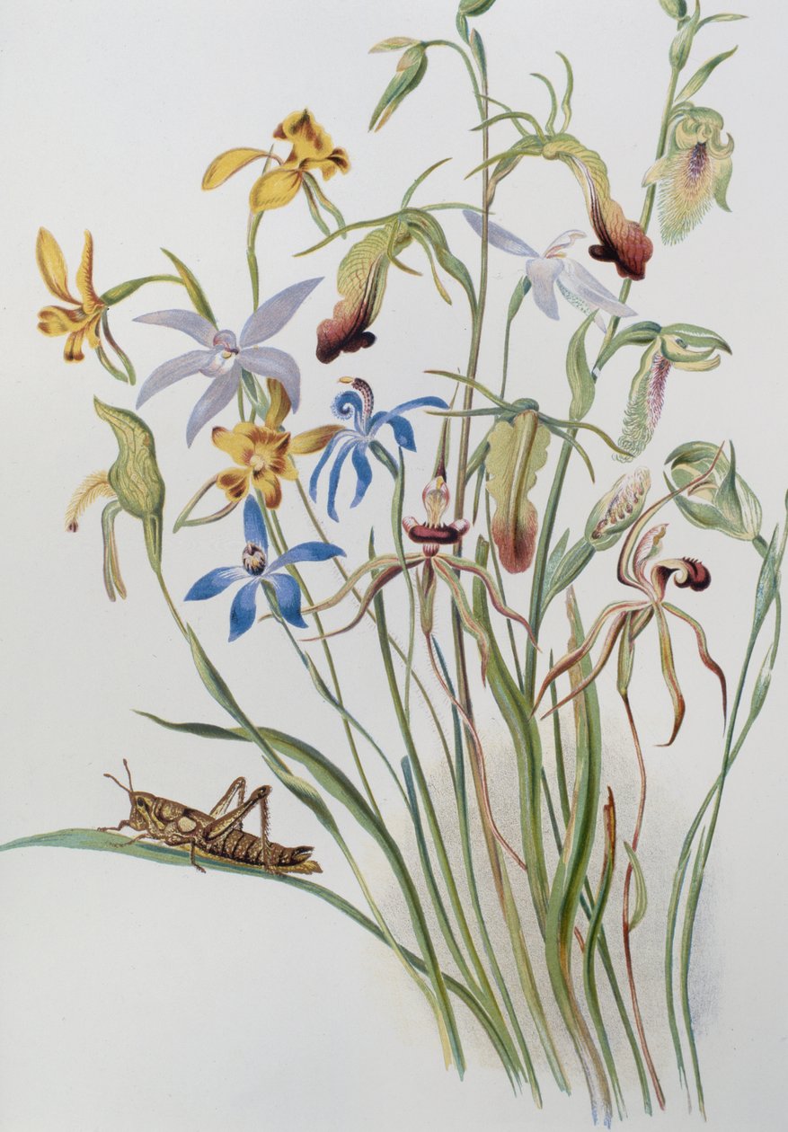 Iris et véronique bleue - Caroline Louisa Meredith