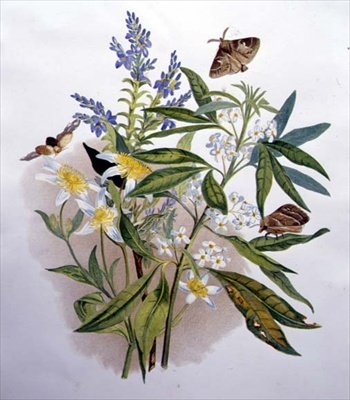 Véronique bleue de Tasmanie et clématite naine - Caroline Louisa Meredith