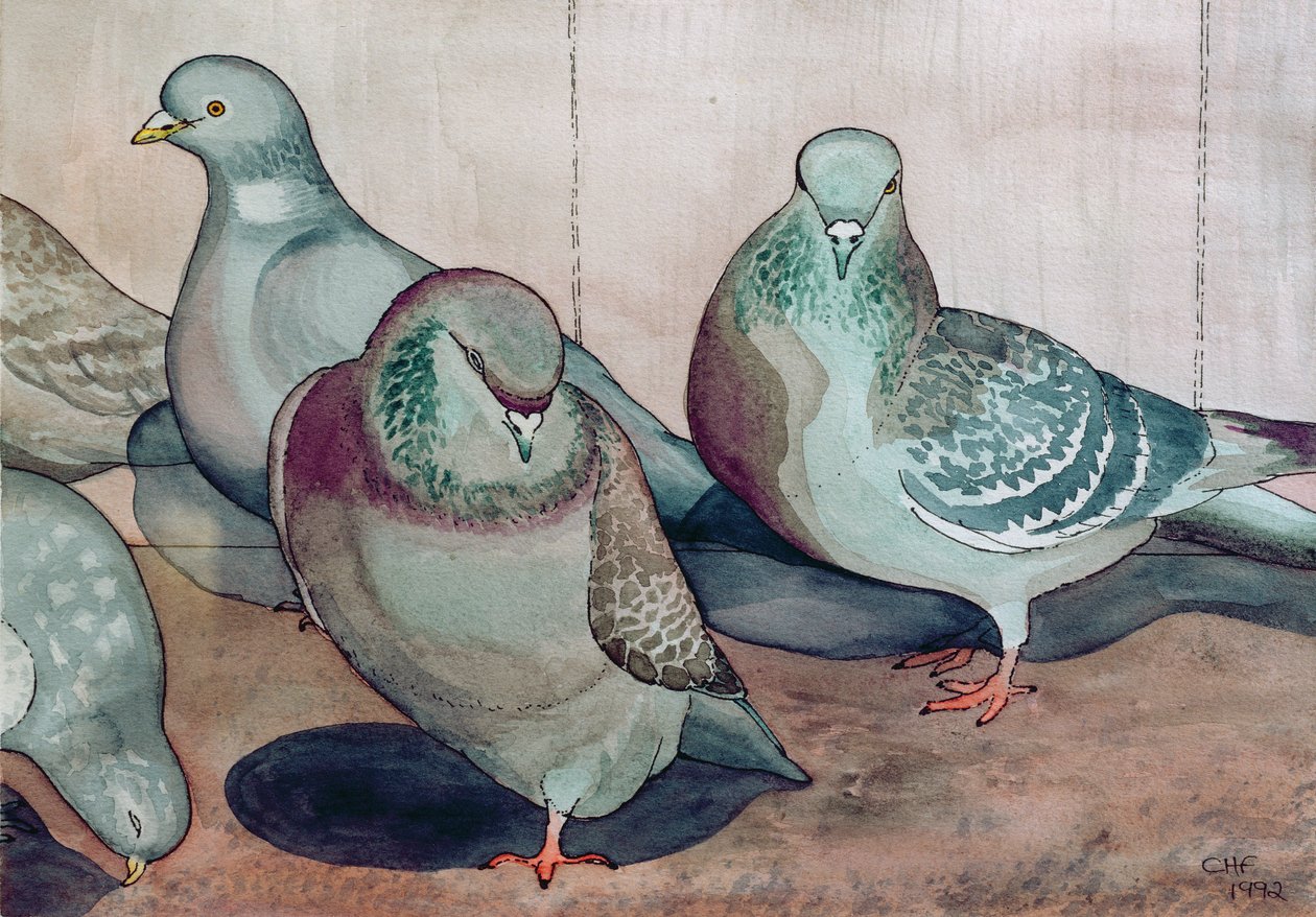 Pigeons - Carolyn Hubbard Ford
