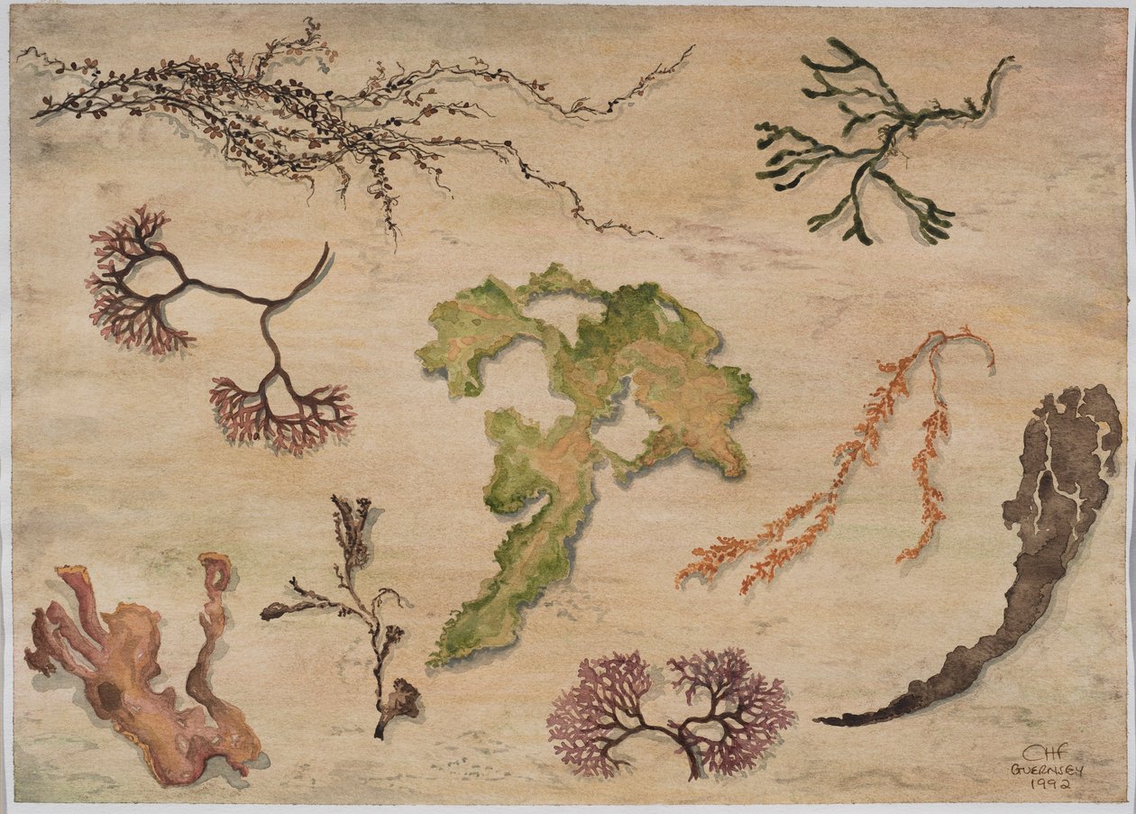 Algues, 1992 - Carolyn Hubbard Ford