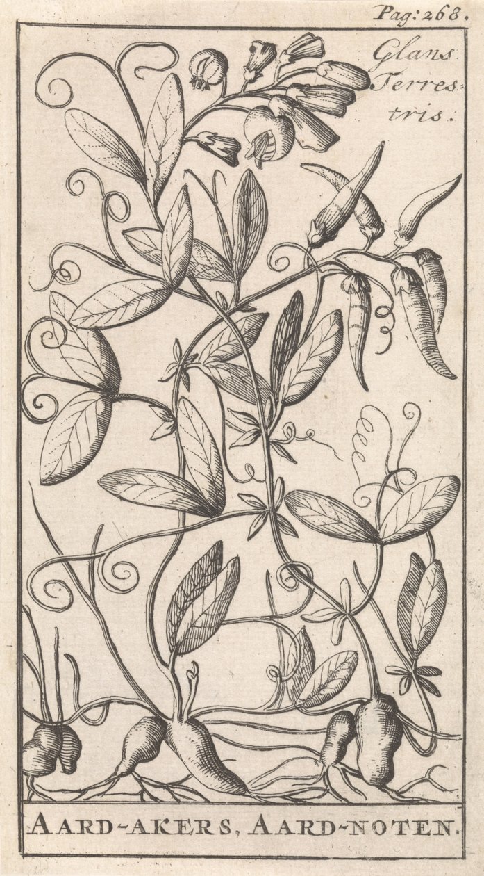 Pois de terre - Caspar Luyken