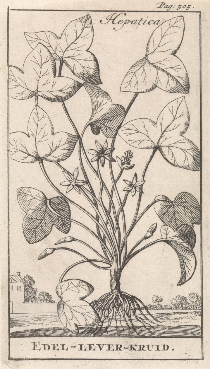Herbe à hépatique - Caspar Luyken