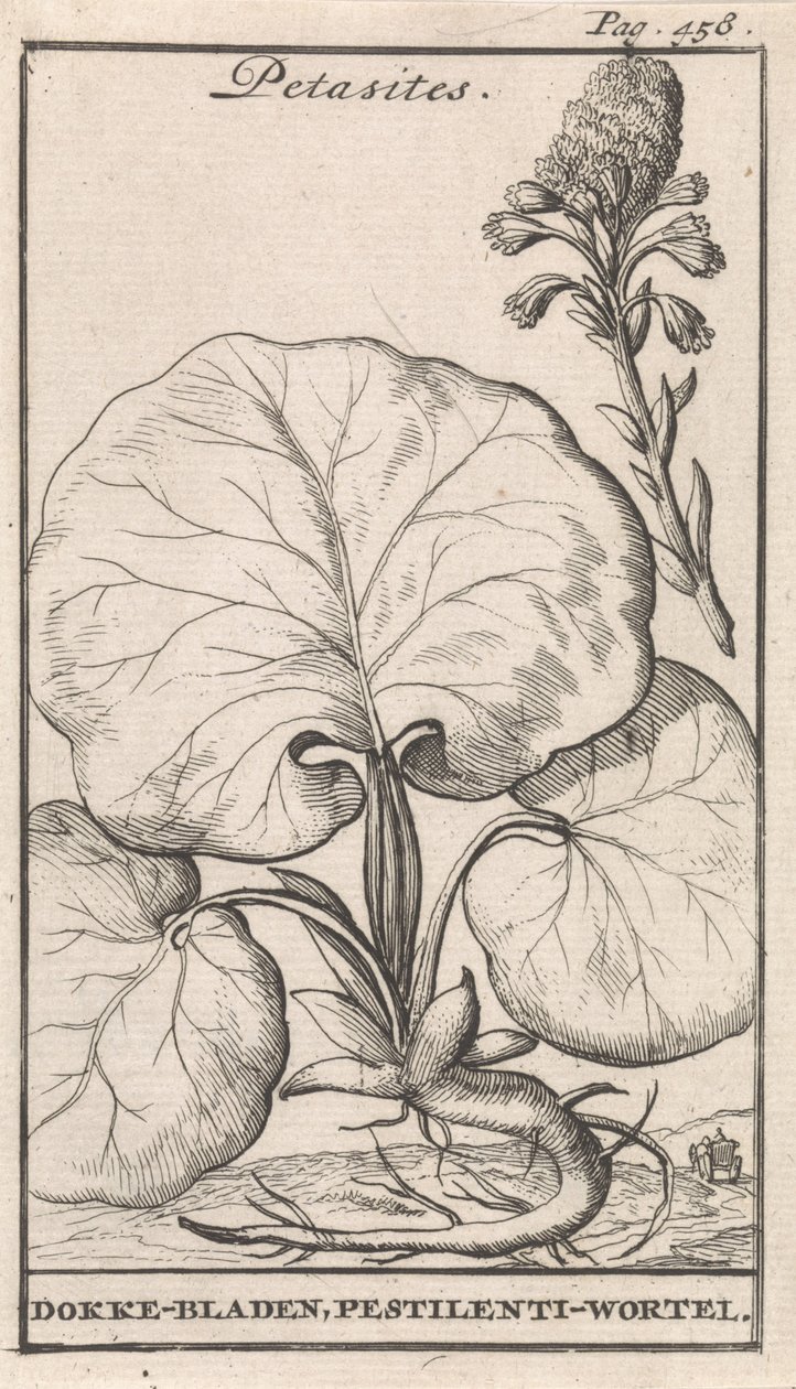 Pétasite - Caspar Luyken