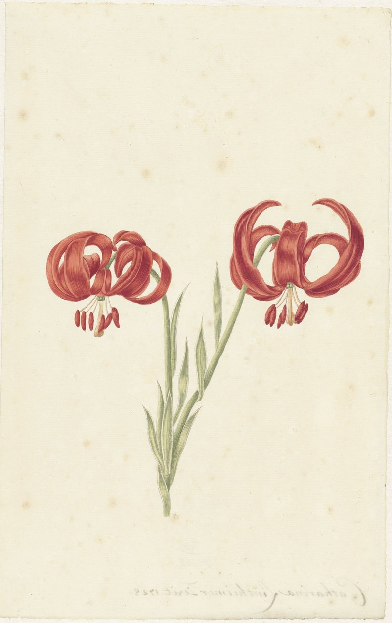 Lys rouge - Catharina Lintheimer