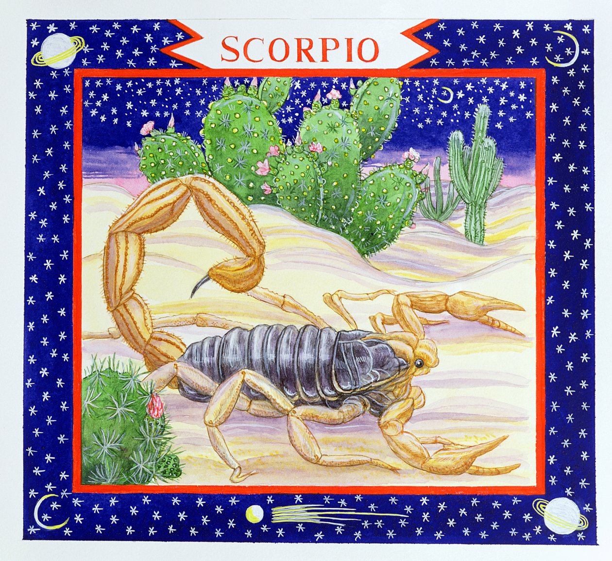 Scorpion - Catherine Bradbury