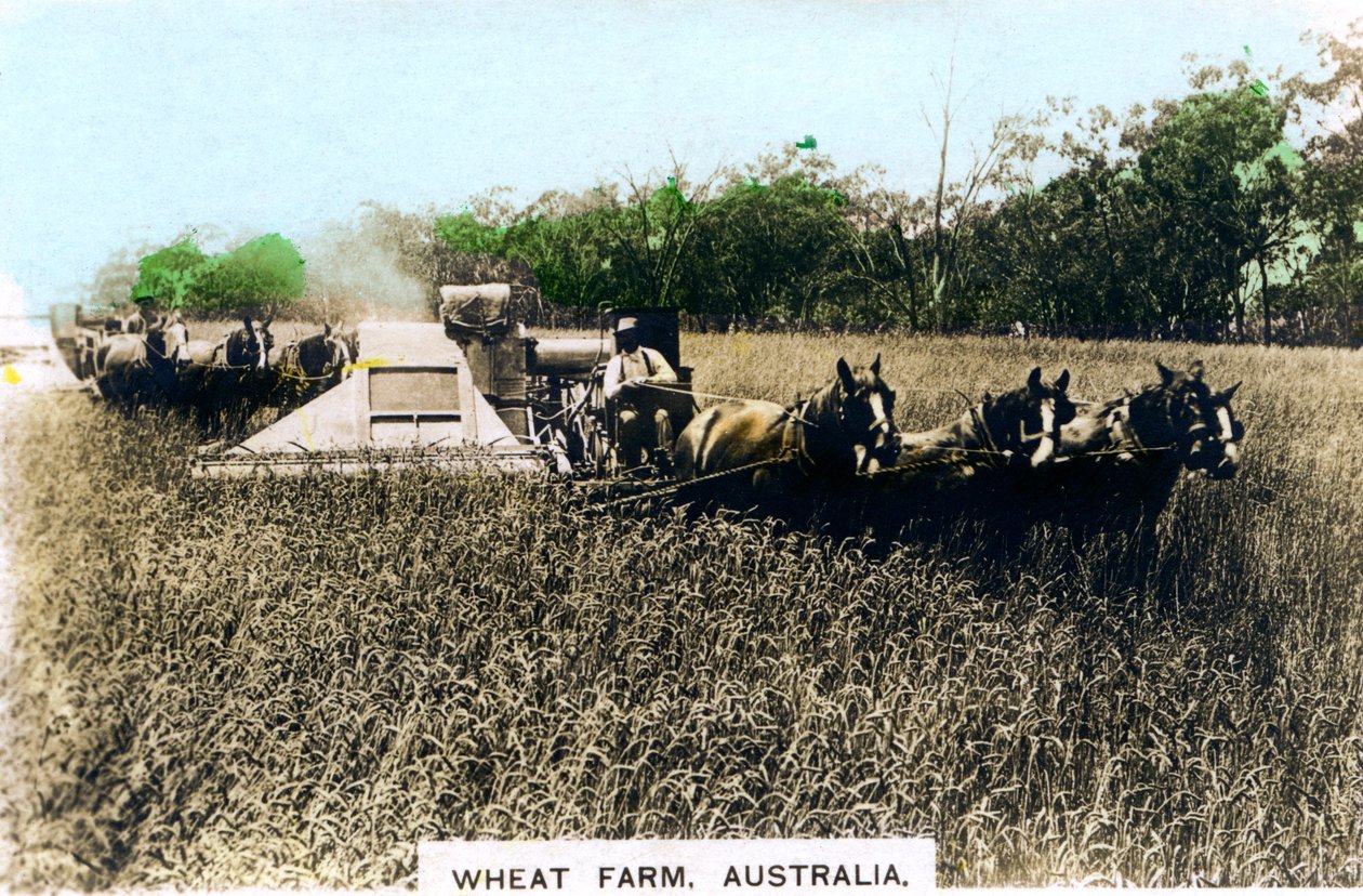 Ferme de blé Grenfell, Australie, vers les années 1920 - Cavenders Ltd