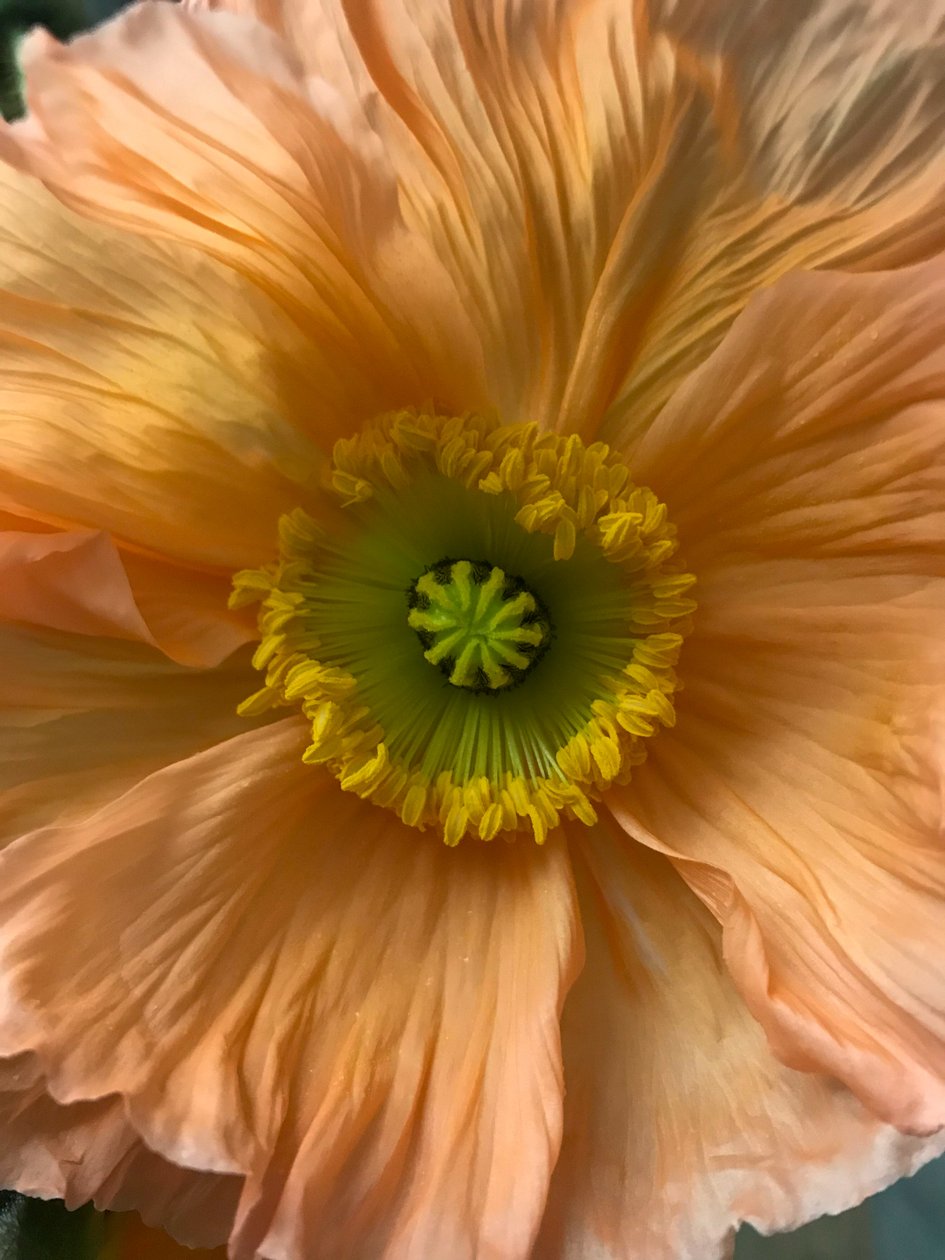 Composition - Fleurs, 2019 (photo) - Cécile Jamet