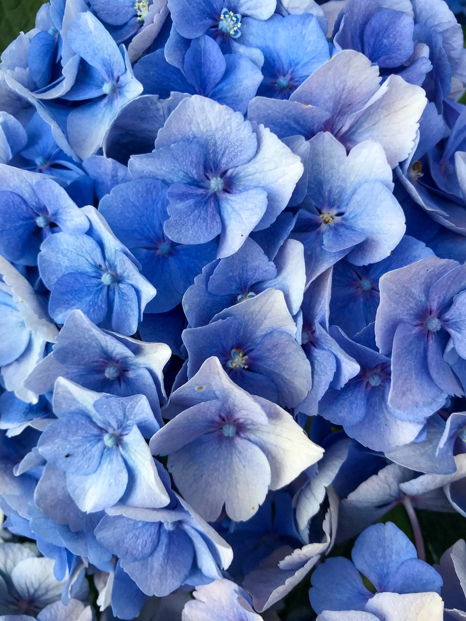 Composition - Fleurs, 2019 (photo) - Cécile Jamet
