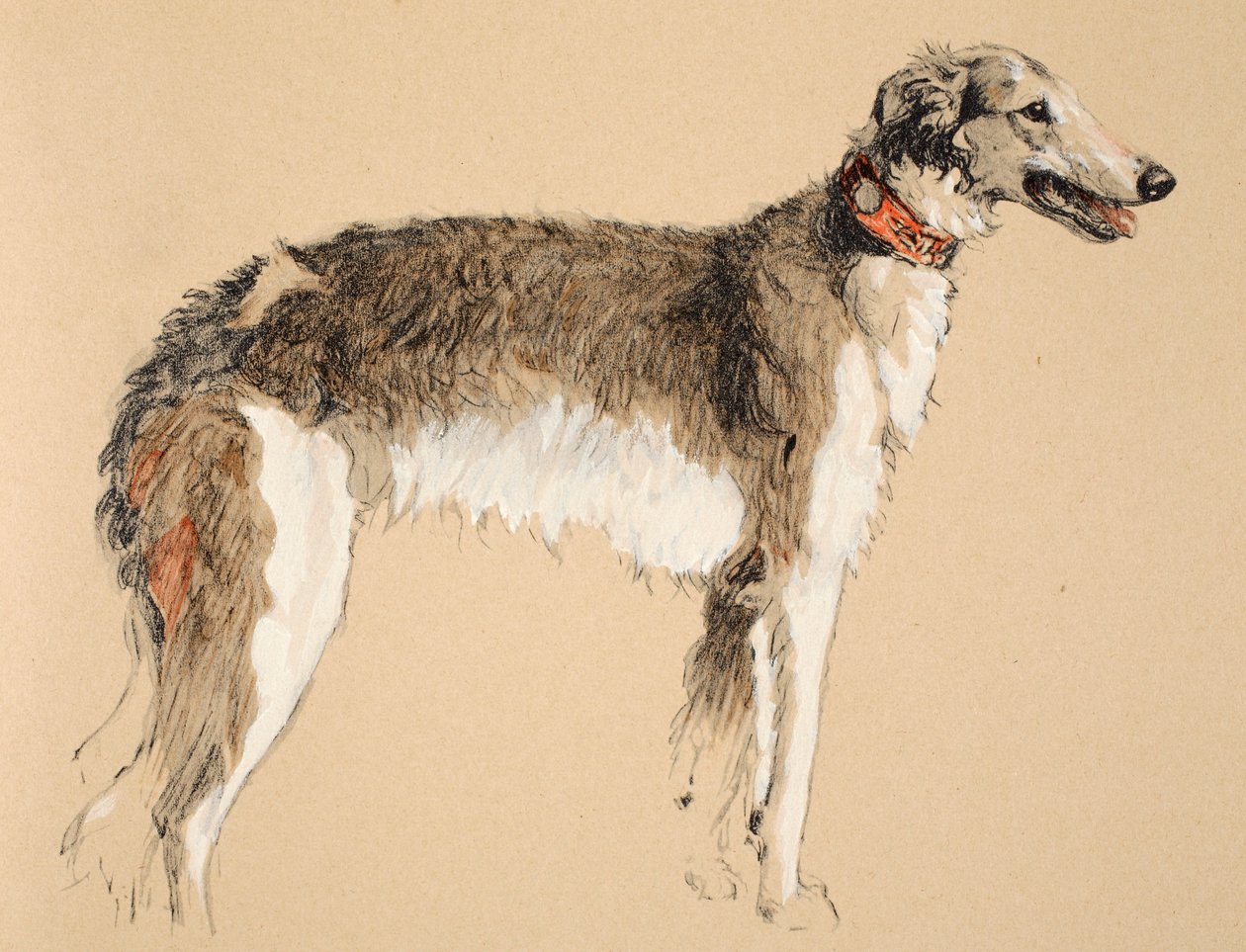 Borzoi, 1930, illustrations de son carnet de croquis utilisé pour 