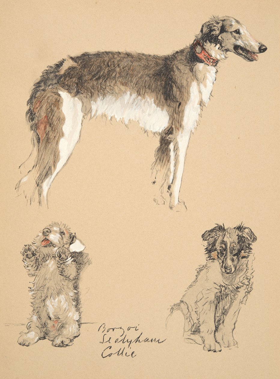 Borzoi, Sealyham et Colley, 1930, Illustrations de son carnet de croquis utilisé pour 