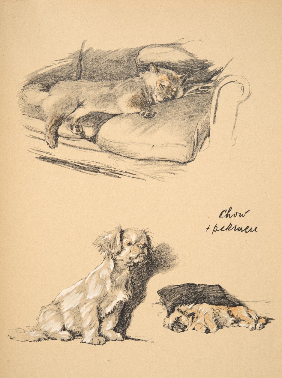 Chow et Pékinois, 1930, Illustrations de son carnet de croquis utilisé pour 