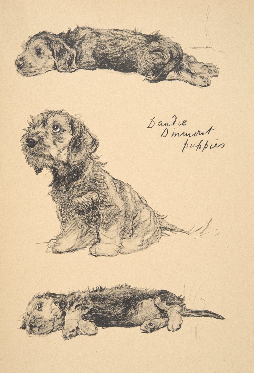 Chiots Dandie Dinmont, 1930, illustrations de son carnet de croquis utilisé pour 