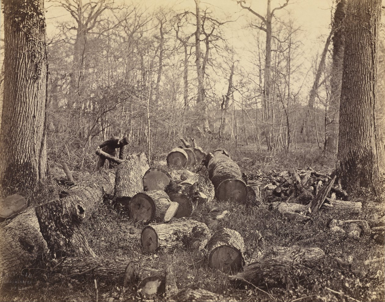 Forêt de Fontainebleau - Charles Famin