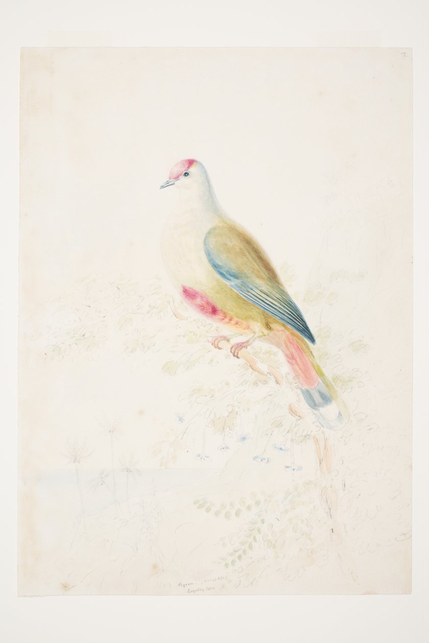 Pigeon (taille réelle) Loyalty Isles par Charles Heaphy - Charles Heaphy