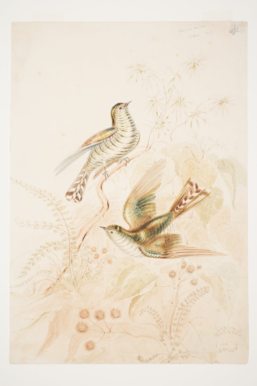 Pipi wau rau roa (Pipiwharauroa) Coucou N.Z - Charles Heaphy