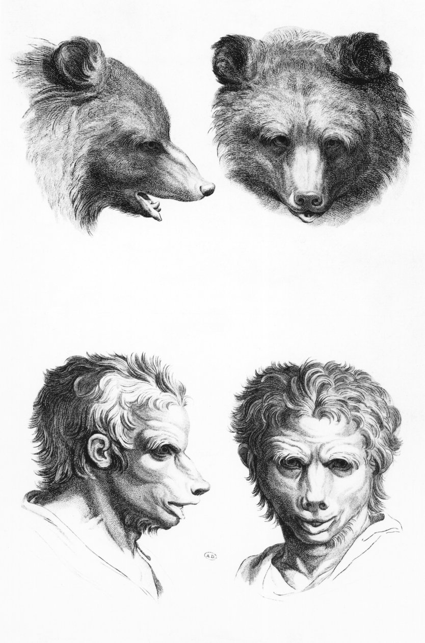 Similarités entre la tête d