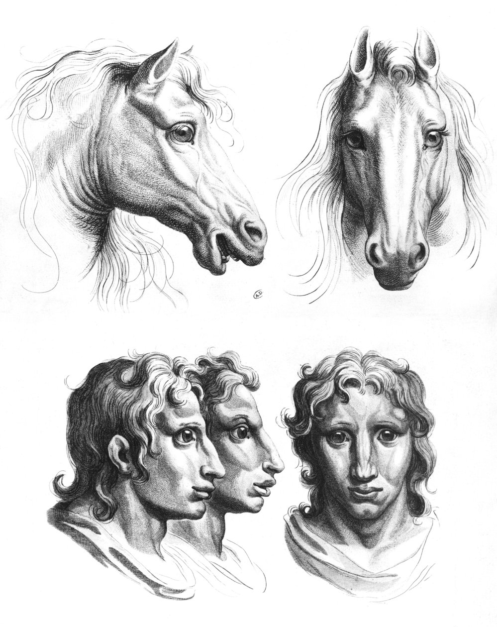 Similarités entre les têtes d