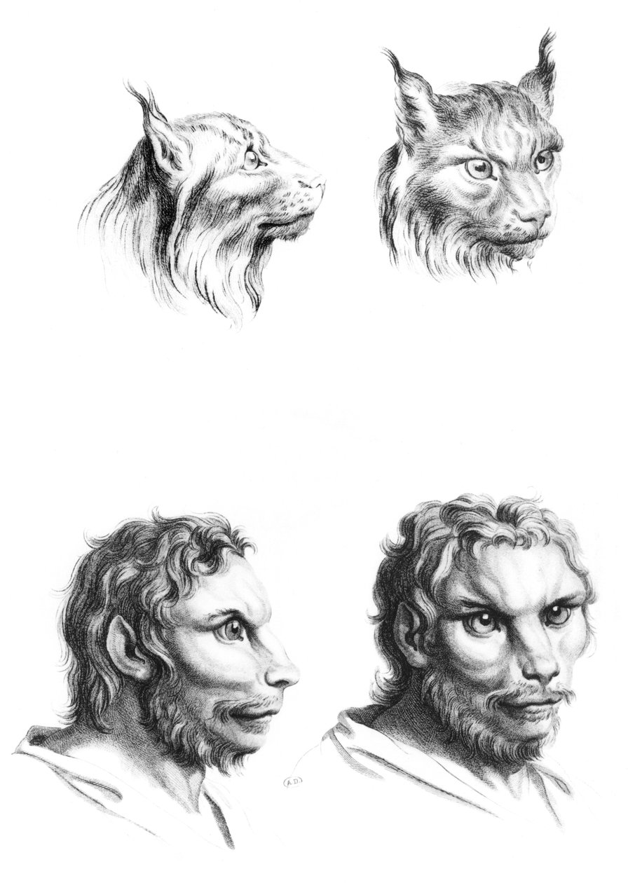 Similarités entre les têtes d