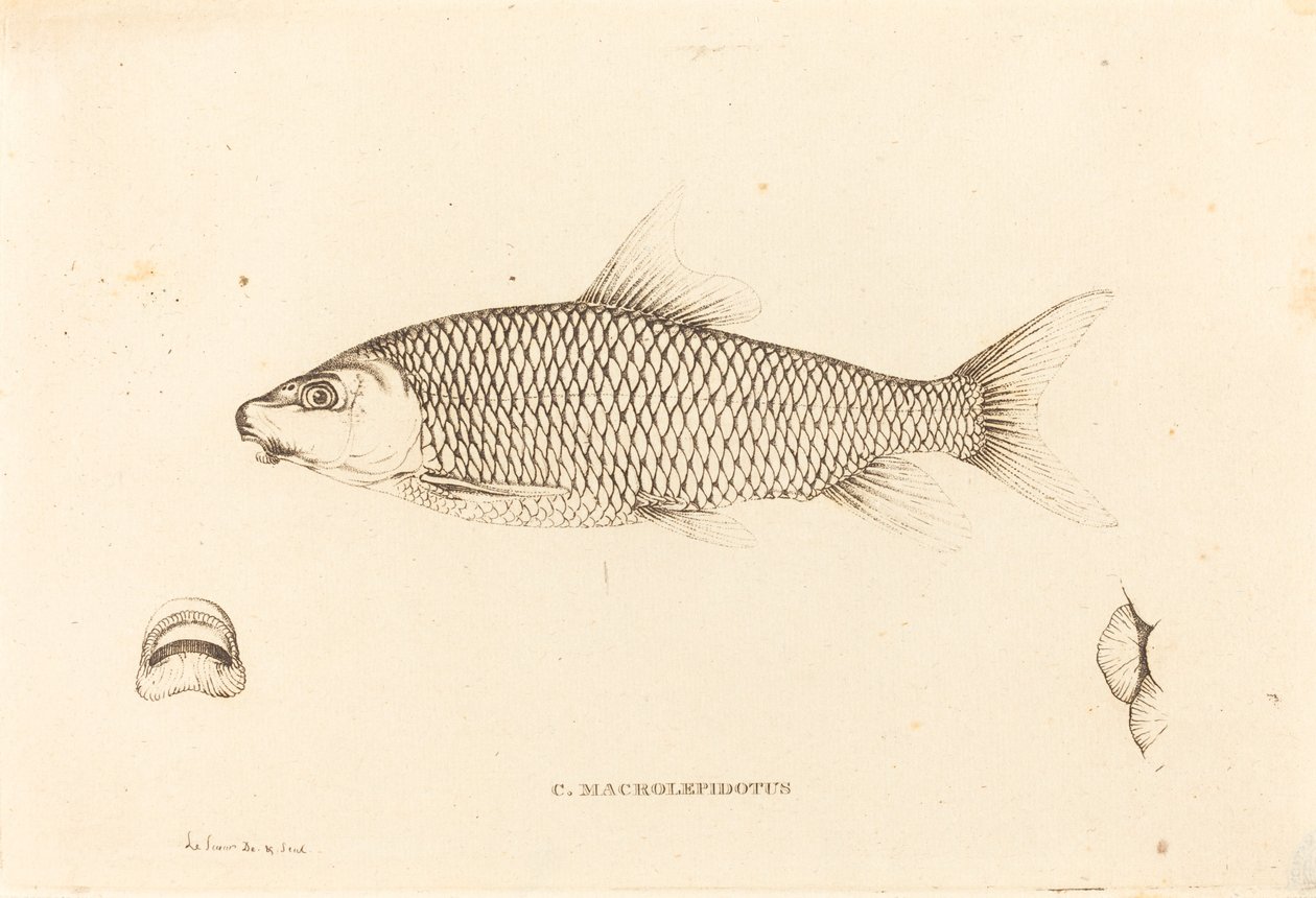 C. Macrolepidotus - Charles Alexandre Lesueur