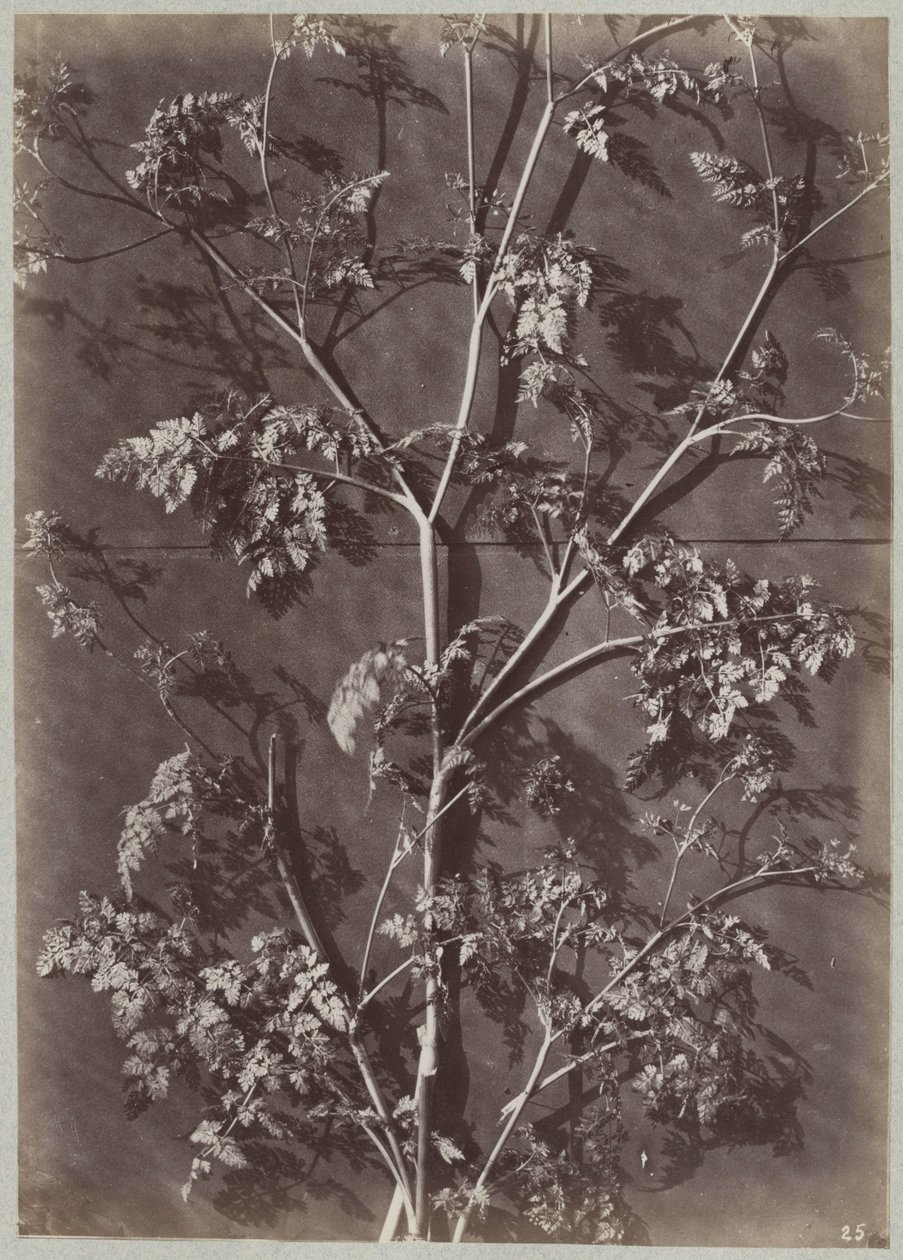 Étude avec des branches - Charles Aubry (manner of)