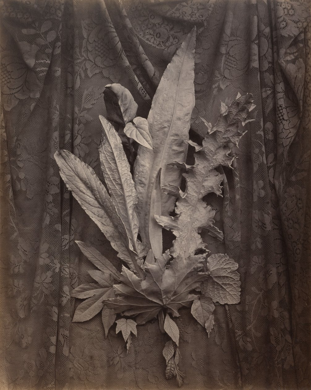 [Un arrangement de feuilles de tabac et d