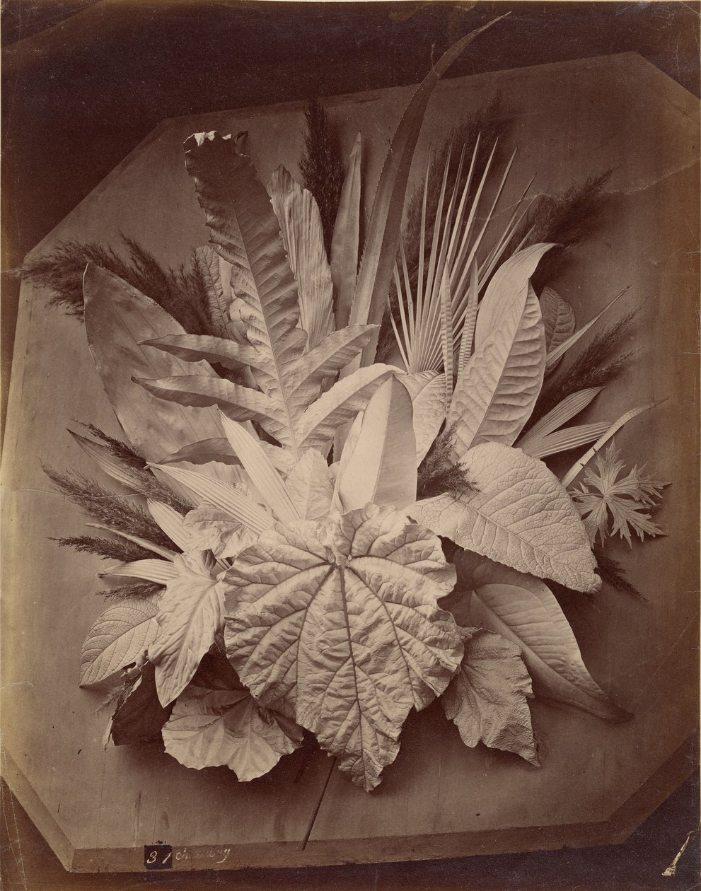 [Disposition des feuilles] - Charles Aubry