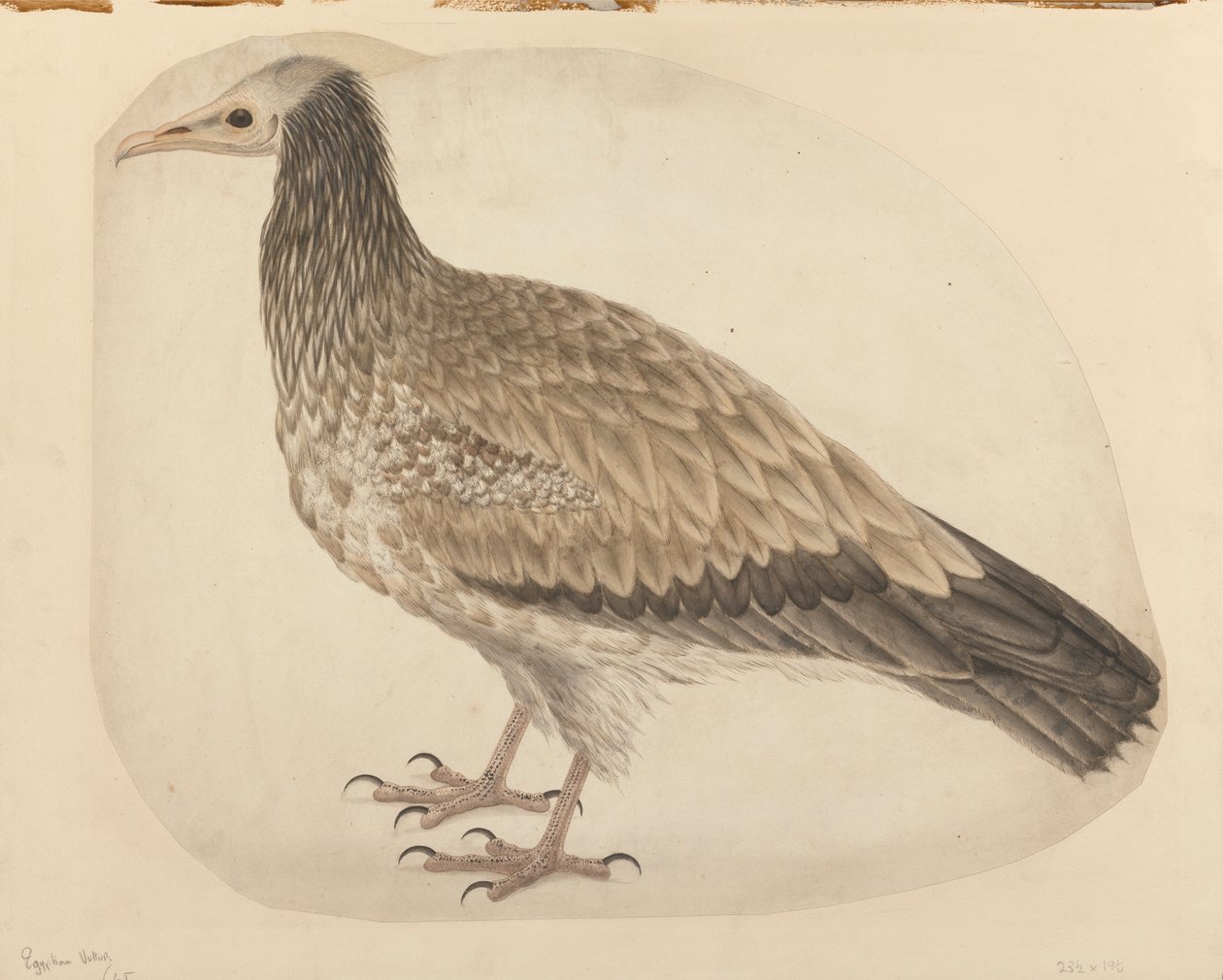 Vautour égyptien - Charles Collins