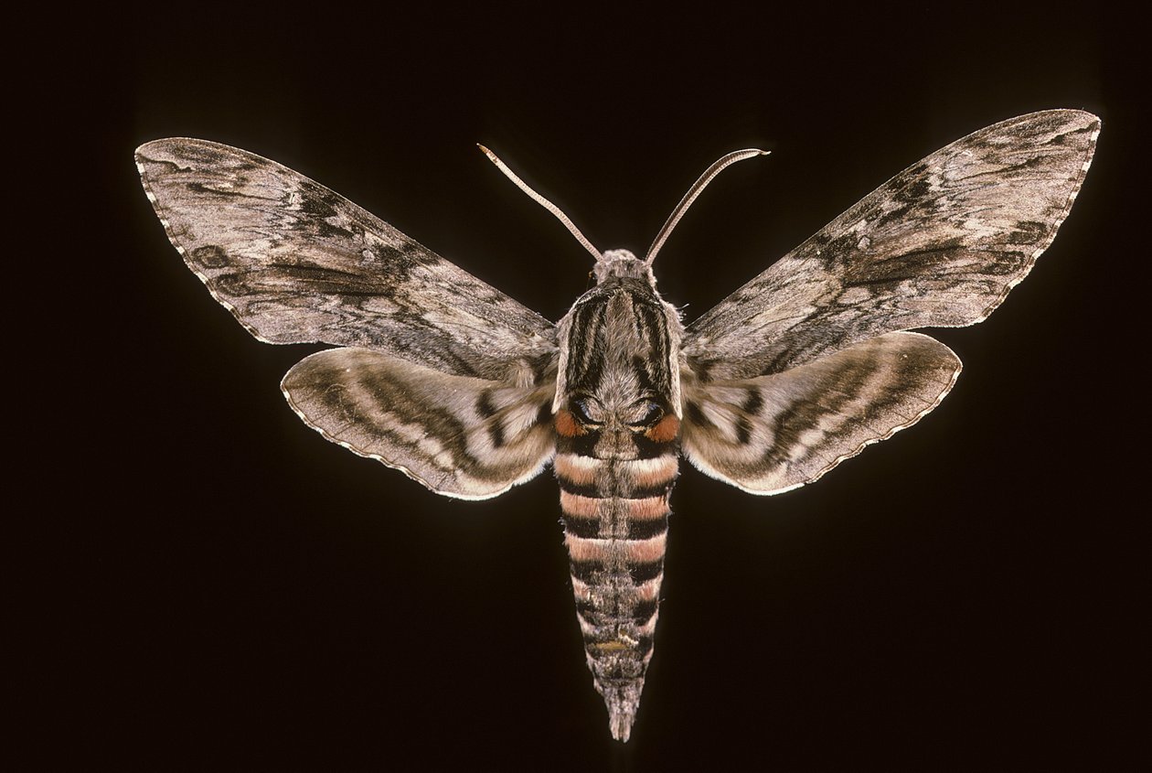 Agrius convolvuli - Augustus Kollner