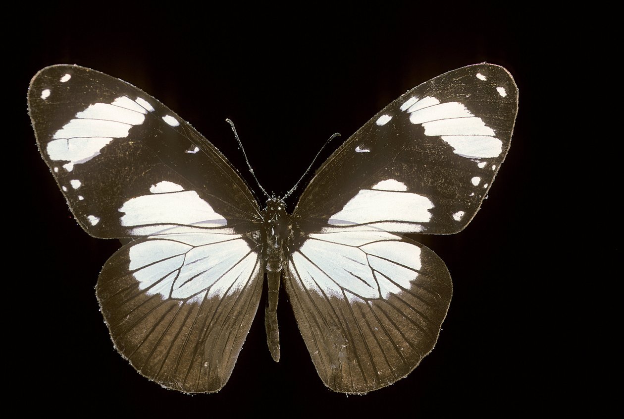 Amauris comorana - Augustus Kollner