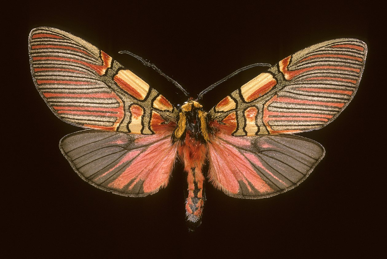 Anaxita constricta - Augustus Kollner