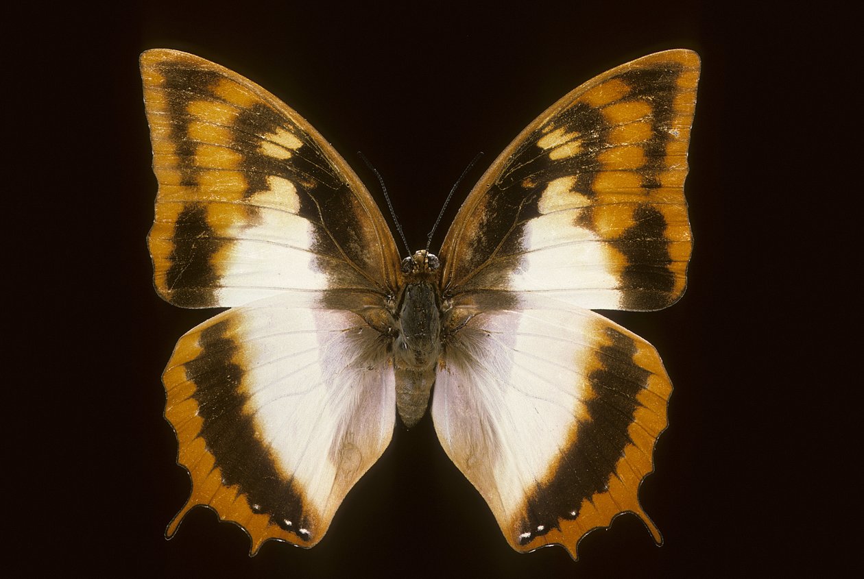 Azota protoclea charaxes - Augustus Kollner