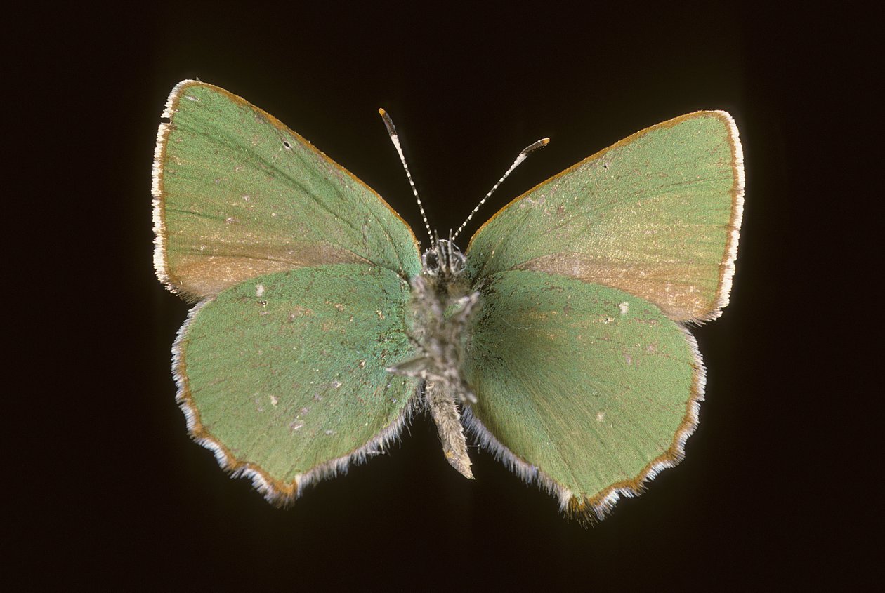 Callophrys rubi - Augustus Kollner