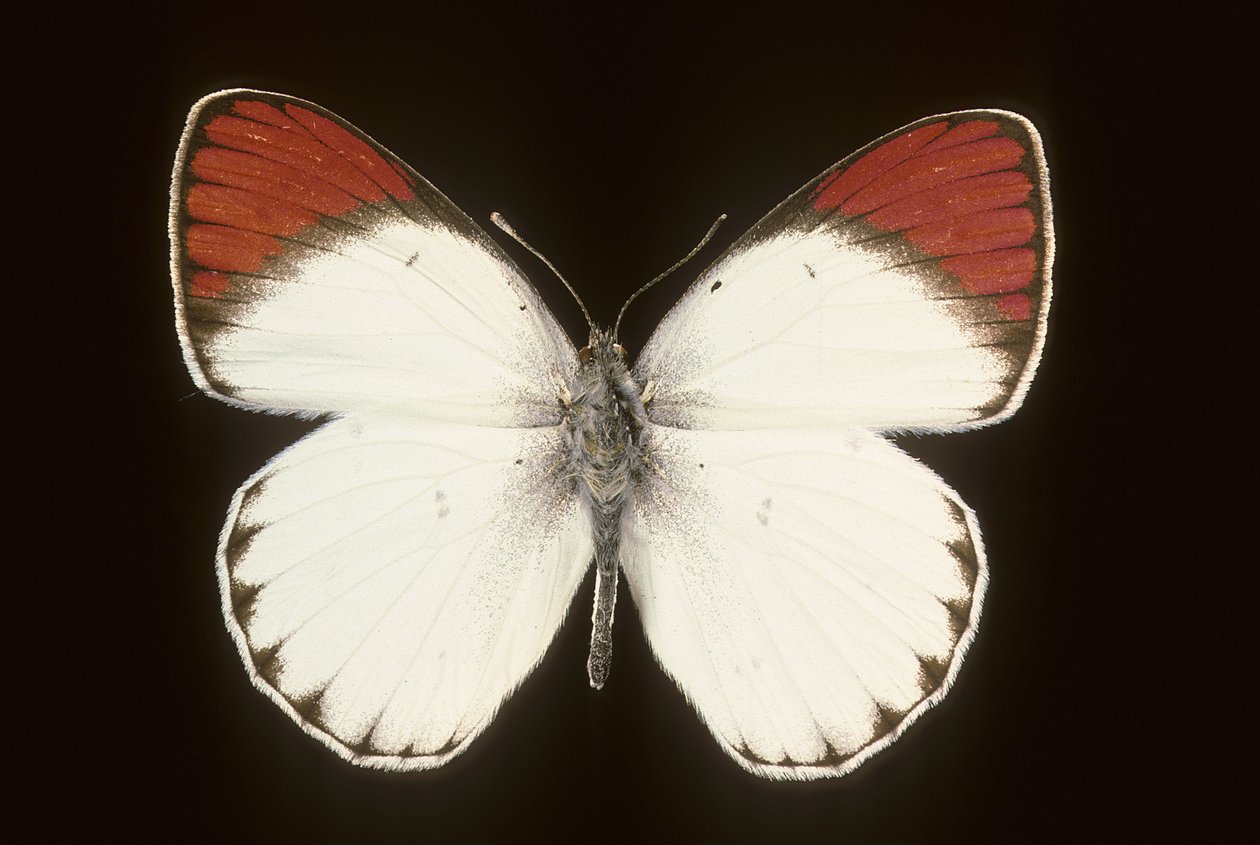 Colotis danae - Augustus Kollner