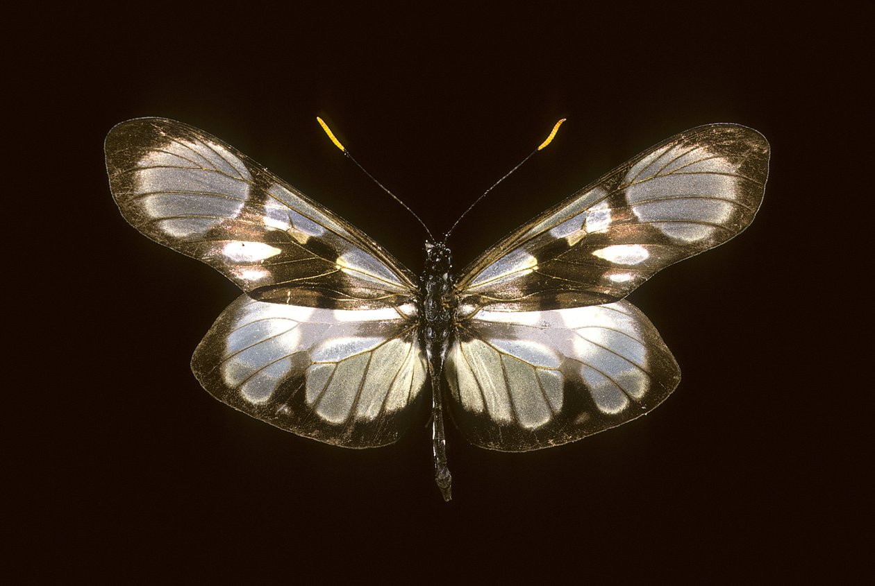 Dismorphia orise - Augustus Kollner