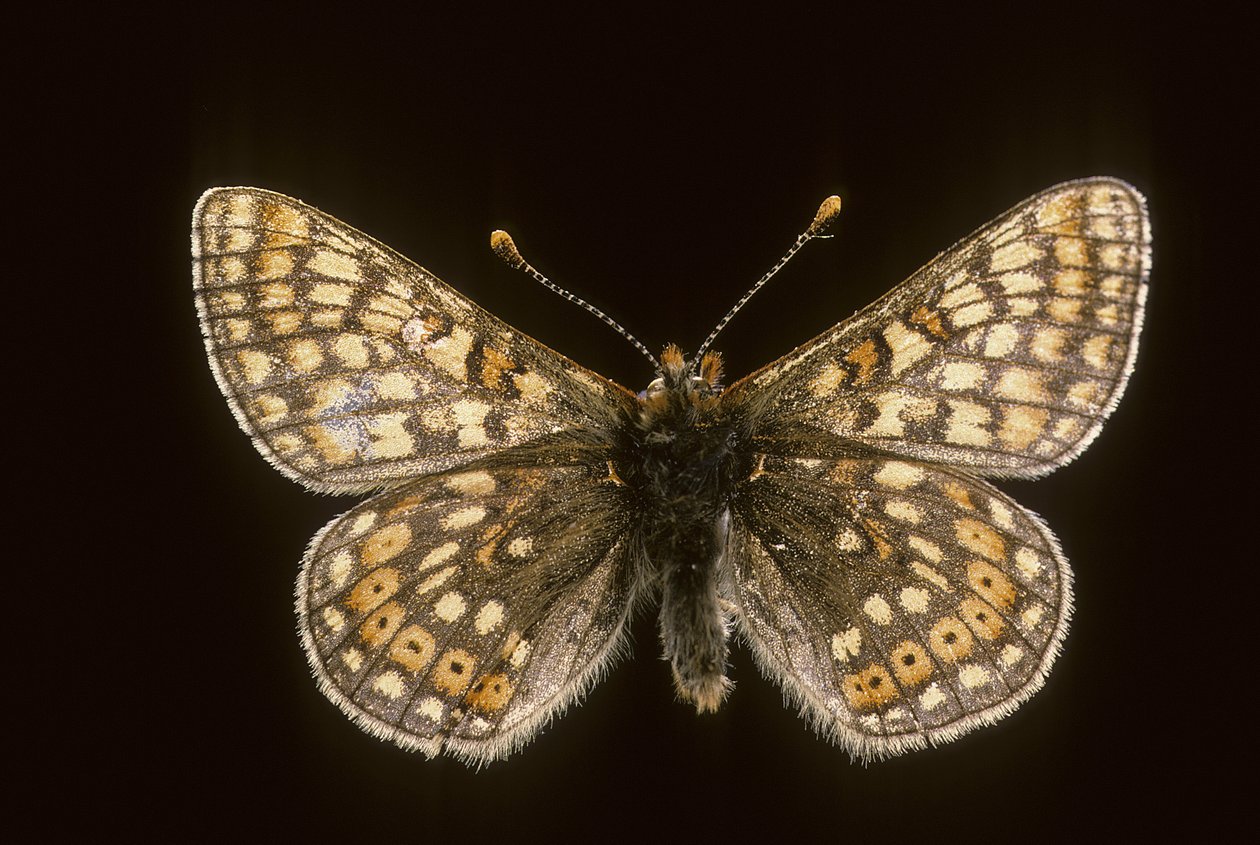 Euradryas aurinia - Augustus Kollner