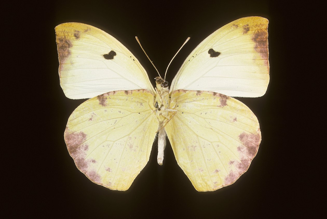 Gideona Lucasi - Augustus Kollner