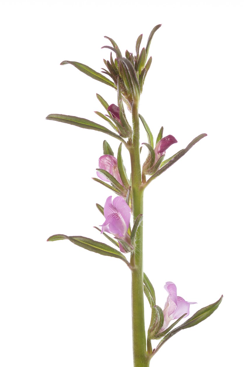 Misopates orontium, Muflier rubicond - Augustus Kollner